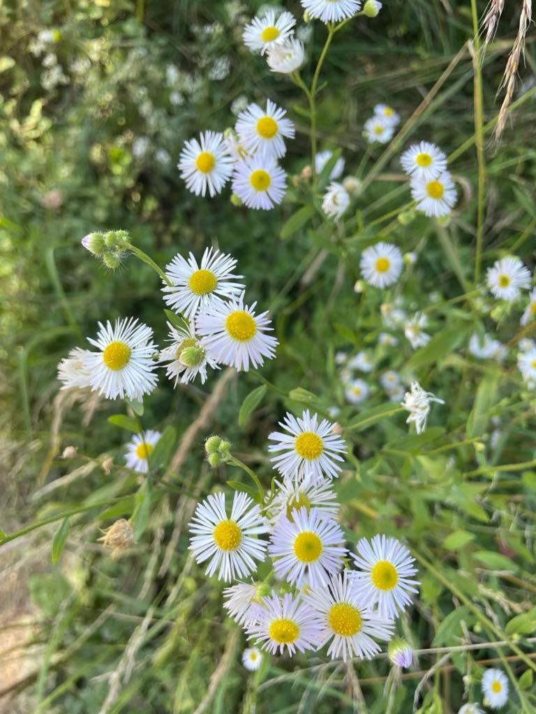 Penzion Fontana Otel Náměšť nad Oslavou Dış mekan fotoğraf